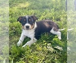 Small Photo #4 Texas Heeler Puppy For Sale in HILLSBORO, WI, USA
