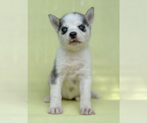 Siberian Husky Dogs for adoption in PIPE CREEK, TX, USA