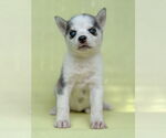 Small Siberian Husky