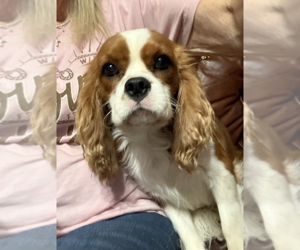 Medium Photo #1 Cavalier King Charles Spaniel Puppy For Sale in ABILENE, TX, USA