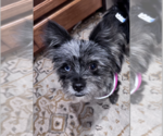 Small #1 Poodle (Miniature) Mix