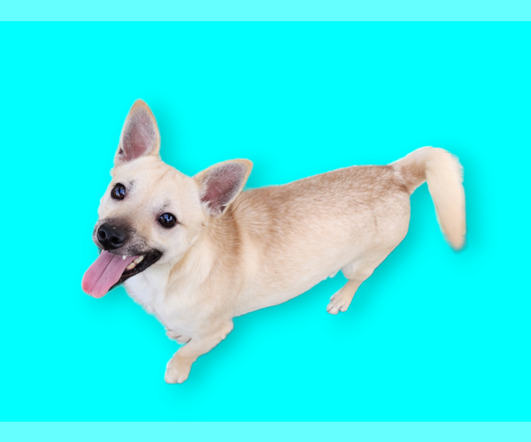 Medium Photo #1 Chihuahua Puppy For Sale in Seaford, DE, USA