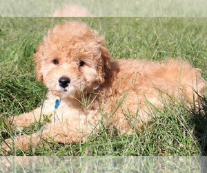 Goldendoodle-Poodle (Miniature) Mix Puppy for sale in INDEPENDENCE, MO, USA