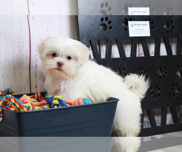 Medium Photo #3 Zuchon Puppy For Sale in MARIETTA, GA, USA