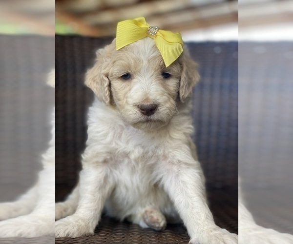 Medium Photo #1 Aussiedoodle Puppy For Sale in HANFORD, CA, USA
