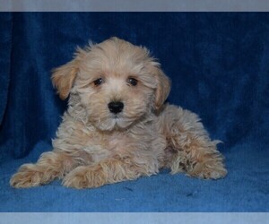 Maltipoo Puppy for sale in BARNESVILLE, KS, USA