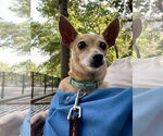 Small #5 Chihuahua