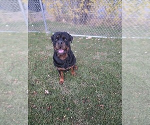 Father of the Rottweiler puppies born on 09/29/2025