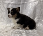 Small #1 Pembroke Welsh Corgi