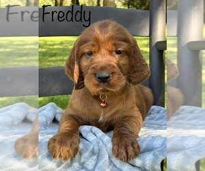 Irish Setter Puppy for Sale in SHEDD, Oregon USA