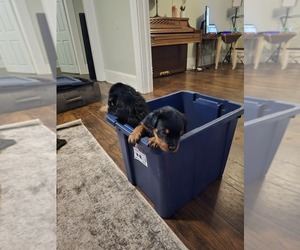 Rottweiler Puppy for sale in WINSTON SALEM, NC, USA
