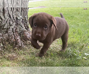 Labrador Retriever Puppy for Sale in SWANTON, Maryland USA