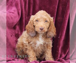 Cockapoo Puppy for sale in NEWVILLE, PA, USA