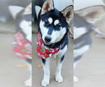 Small #2 Siberian Husky