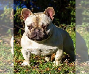 Father of the French Bulldog puppies born on 07/16/2022