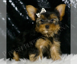 Small #2 Morkie