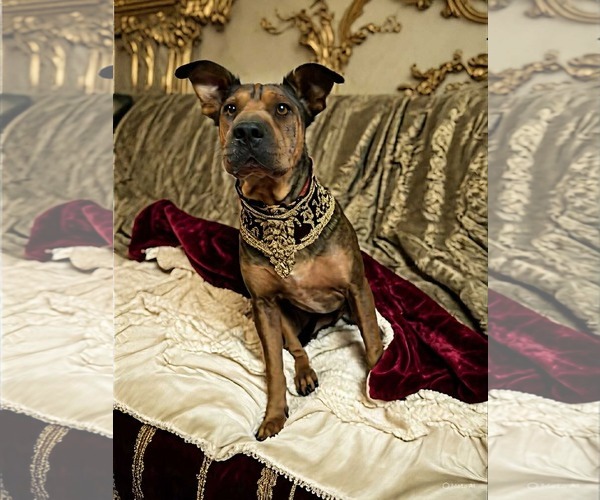 Medium Photo #2 Boxer Puppy For Sale in Menifee, CA, USA