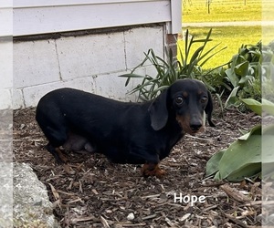 Mother of the Dachshund puppies born on 03/17/2026