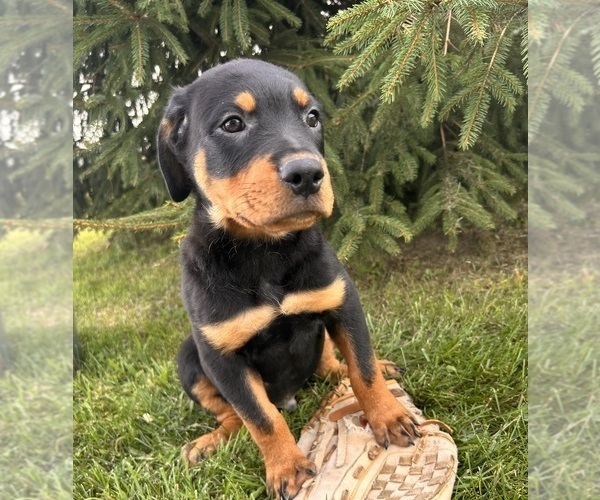 Medium Photo #2 Rottweiler Puppy For Sale in MIDDLEBURY, IN, USA