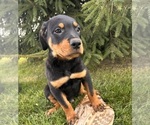 Small #1 Rottweiler