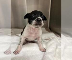 Mutt Dogs for adoption in Baytown, TX, USA