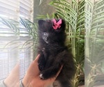 Puppy Lucy Pomeranian