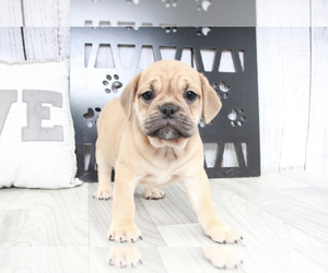 English Bulldog-Pug Mix Puppy for sale in MARIETTA, GA, USA