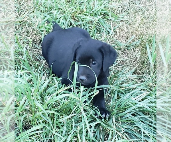 Medium Photo #8 Labrador Retriever Puppy For Sale in OLYMPIA, WA, USA