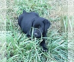 Small #7 Labrador Retriever