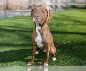 Unknown-Vizsla Mix Dogs for adoption in West Valley, UT, USA