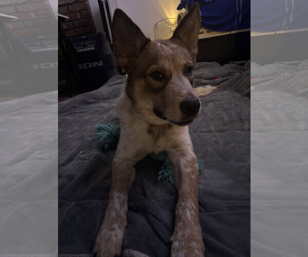 Medium Photo #2 Mutt Puppy For Sale in Woodbury, NY, USA