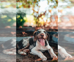 Puppy Nighthawk Catahoula Leopard Dog