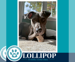 Lollipop 100326 - Female Mutt Dog for Adoption - Small photo