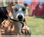 Small #5 American Pit Bull Terrier-Huskies  Mix