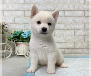 Shiba Inu Puppy for sale in BEVERLY HILLS, CA, USA