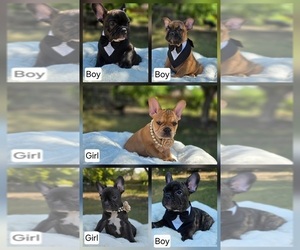French Bulldog Litter for sale in SAN ANTONIO, TX, USA