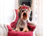 Small #1 Yorkshire Terrier