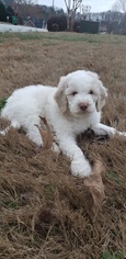 Pyredoodle Puppy for sale in ATL, GA, USA