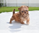 Small #2 Shih Tzu