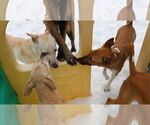Small #10 Saluki-Whippet Mix