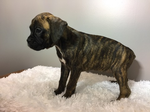 Medium Photo #2 Boxer Puppy For Sale in BECKS MILLS, OH, USA