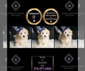 Maltipoo Puppy for sale in WARSAW, IN, USA