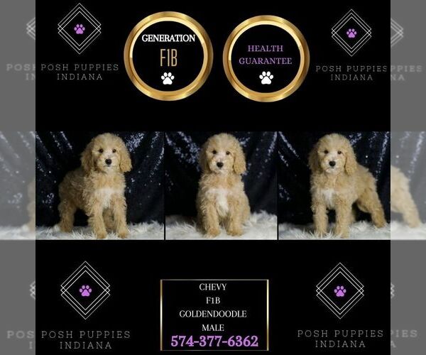 Medium Photo #6 Goldendoodle (Miniature) Puppy For Sale in WARSAW, IN, USA