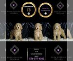 Small #5 Goldendoodle (Miniature)