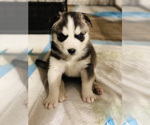 Siberian Husky Puppy for sale in CLINTONVILLE, WI, USA