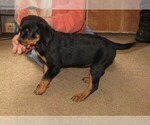 Small Photo #1 Rottweiler Puppy For Sale in SPOKANE, WA, USA