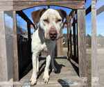 Small #5 Catahoula Leopard Dog Mix