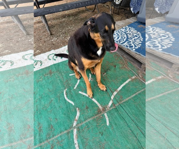 Medium Photo #1 German Shepherd Dog-Unknown Mix Puppy For Sale in Marine City, MI, USA