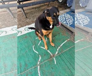 German Shepherd Dog-Unknown Mix Dogs for adoption in Marine City, MI, USA