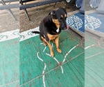 Small German Shepherd Dog Mix